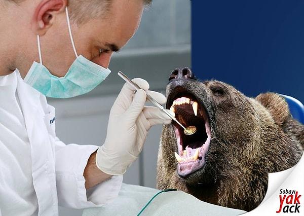 Dişlerini fırçalamıyor musun sen ayı?