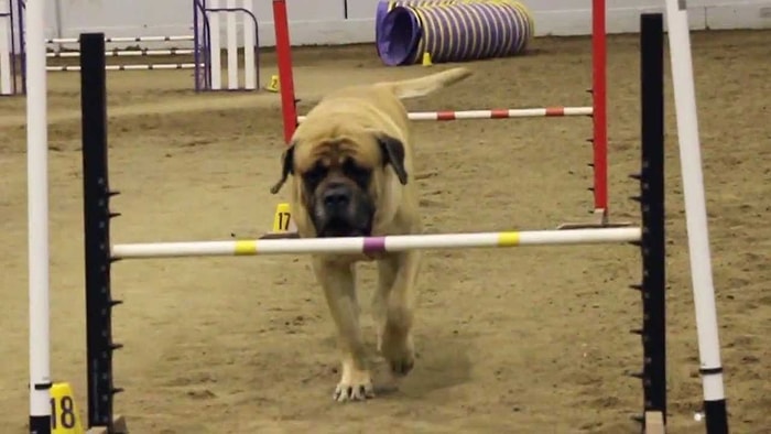 Soğuk Kanlı İngiliz Mastiff'in Köpek Yetenek Yarışmasındaki Halleri Kalbinizi Fethedecek