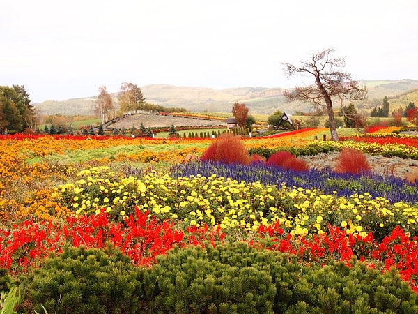6. Зимы на острове, население которого занято в сельском хозяйстве или в секторе услуг, холодные и снежные, а лето отличается теплыми умеренными температурами.