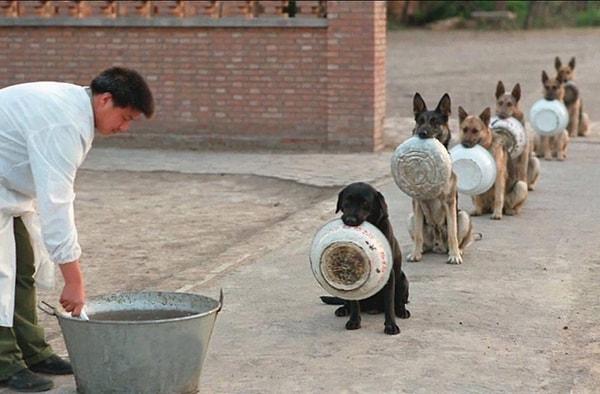 20. Çin'de yemek sıralarını bekleyen polis köpekleri...