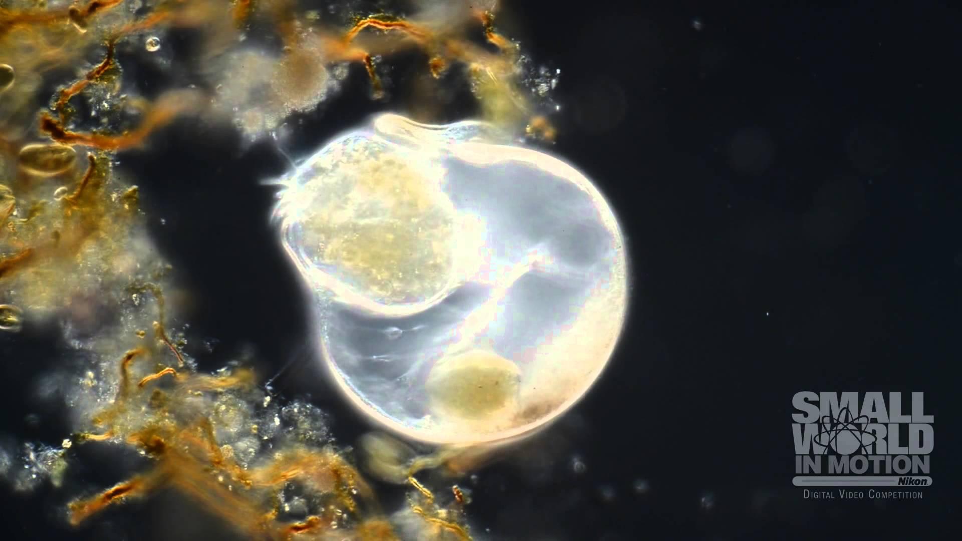 2015'in En İyi Mikroskobik Videoları