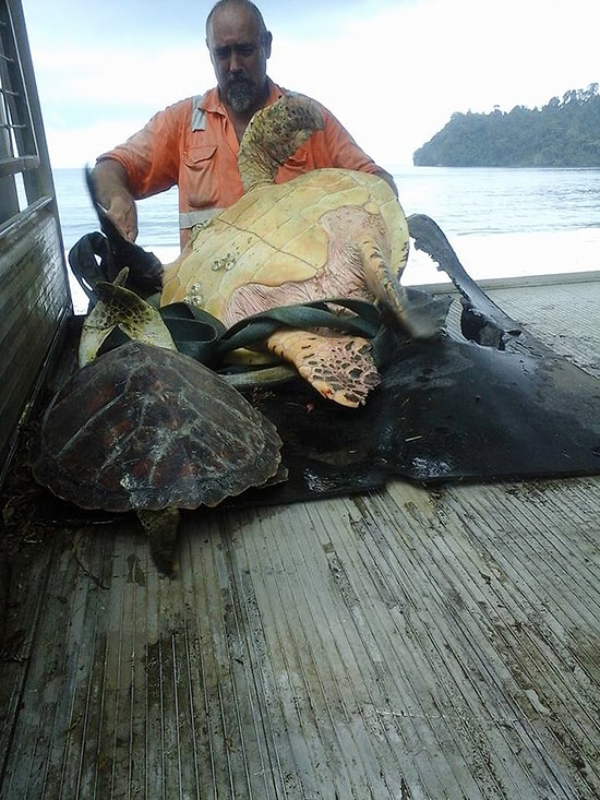 Мужчина покупает на продовольственном рынке черепах и выпускает их обратно в море