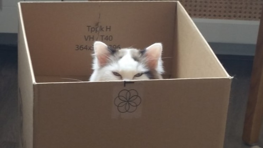 Ruhen ve Bedenen Çoktan Dark Side'a Geçmiş 16 Kötülük Yanlısı Kedi