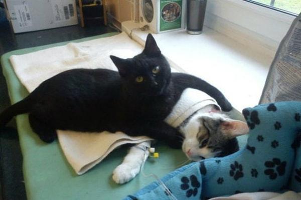 2. Radamenes adlı bu kedi yaşadığı hayvan sağlık merkezine gelen hasta hayanlar iyileşene kadar yanlarından ayrılmıyor ❤️
