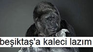 İnsanlar Aptal Diyen Goril Koko'dan Türkiye Üzerine 15 Tespit