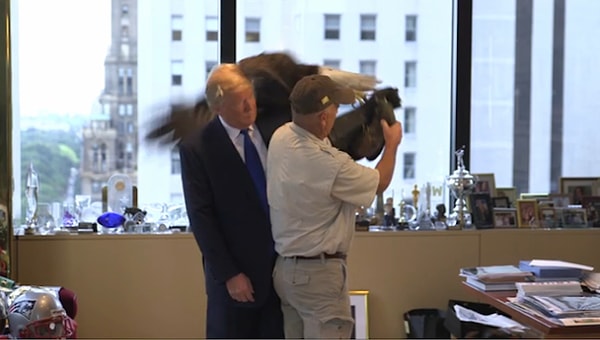 Как выяснилось, орлан не был большим поклонником Трампа. Он сразу же атаковал знаменитую шевелюру кандидата в президенты.