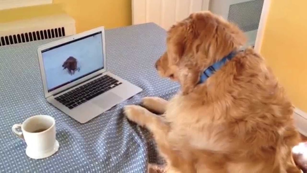 20 самых умилительных видео с животными за весь 2015 год