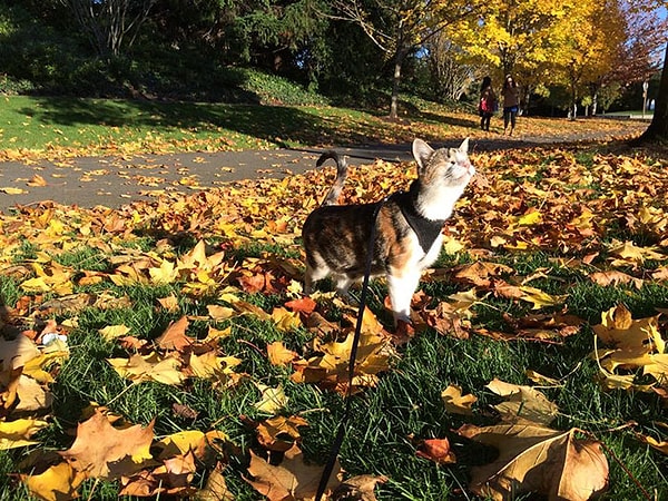 Хани Би, однако, не самый быстрый путешественник.