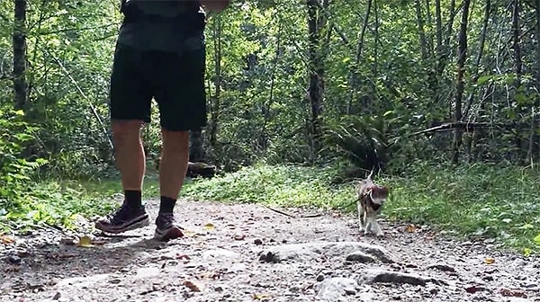 Но не волнуйтесь за нее. В таких случаях хозяин сажает ее в переноску, и они вместе продолжают путь.