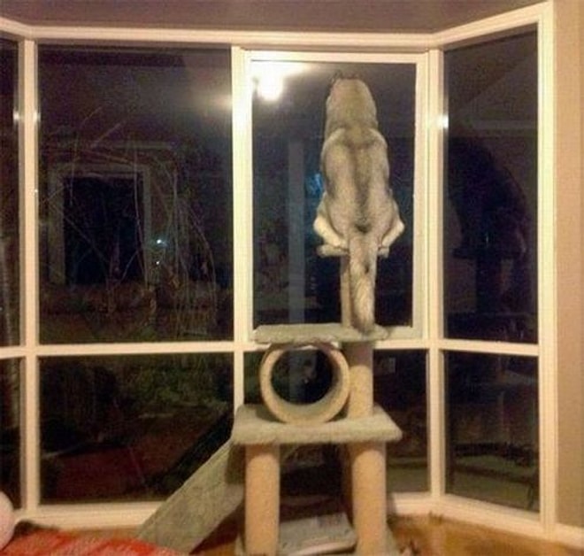 11 Странных кошек, подозрительно похожих на собак