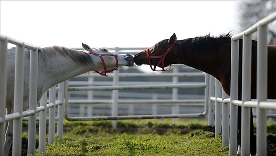 40 Fotoğraf ile Anadolu Ajansı Objektifinden 2015