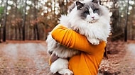 Görüldüğü Anda İnsanda Sarılma Hissi Uyandıran Fevkalade 20 Kedi