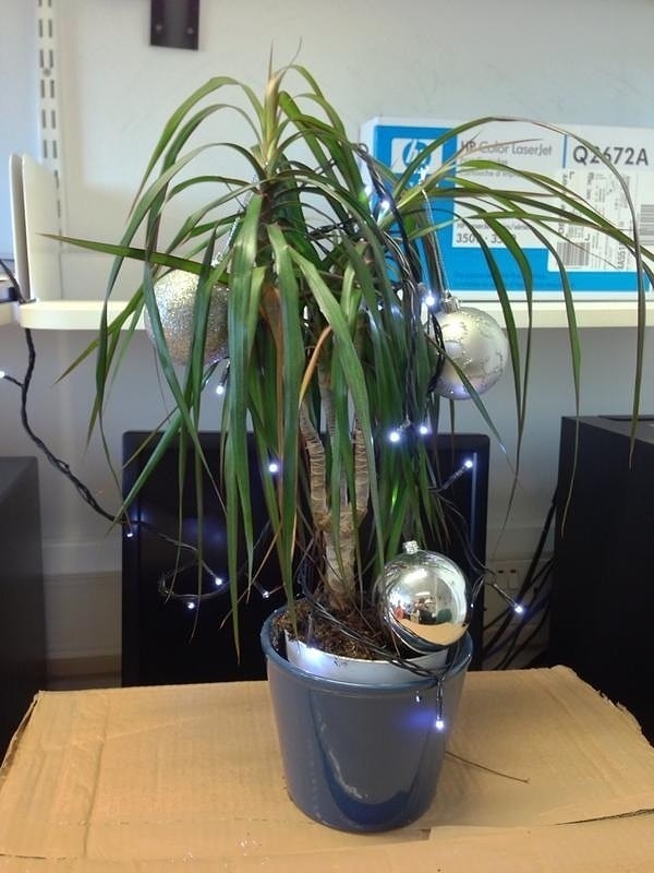 11. Елка, которая и не елка вовсе.