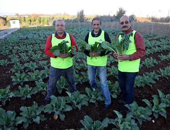 Gönüllülerin Yetiştirdiği Sebzeler Yoksullara Yemek Oluyor