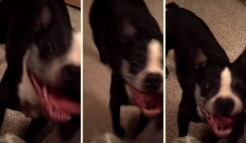Müziğin Ritmiyle Kendinden Geçip Tüm Şapşallığıyla Dans Eden Köpek