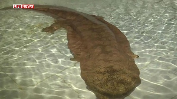 Мужчина наступил на что-то мягкое и увидел под ногами это существо.