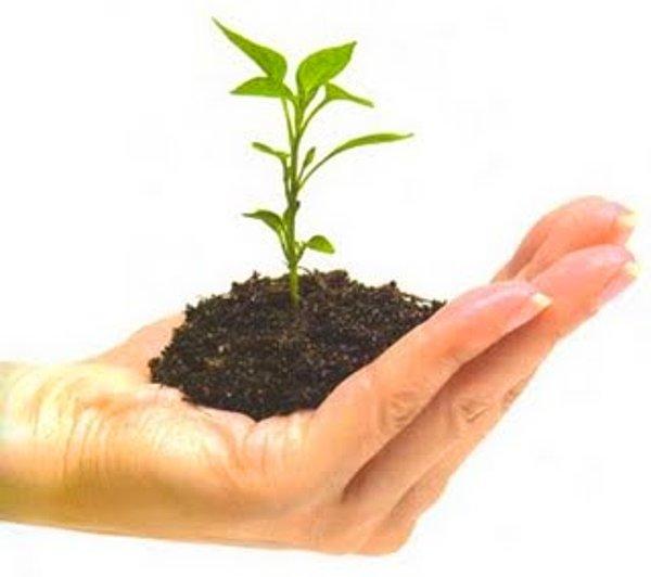10. Bir bitki dikin, görebileceğiniz bir yere , bir zeytin ağacı veya bir maydanoz farketmez. Yeni bir şey ekin.