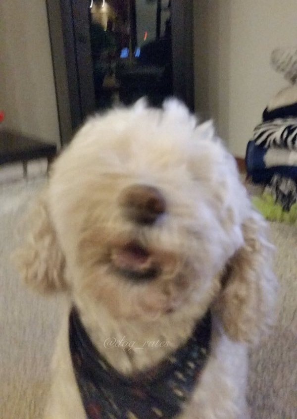 Несмотря на слепоту, Дейзи каждый день полна позитива и радости.