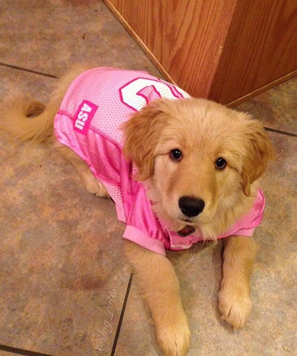 Райли просто обожает футбол, но ей не везет – постоянно проигрывает, когда делает ставки во время соревнований между колледжами.