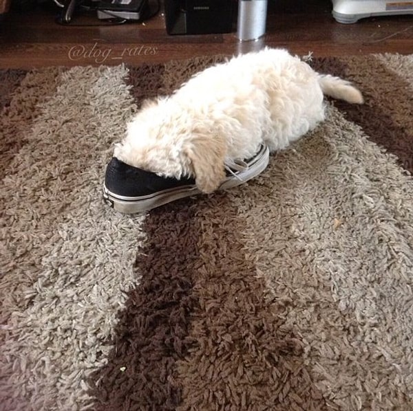 А это – Ларри, пес, который не умеет обуваться, зато обладает множеством других талантов.