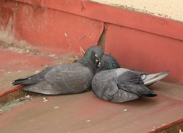 Голуби, влюбленные друг в друга по уши.