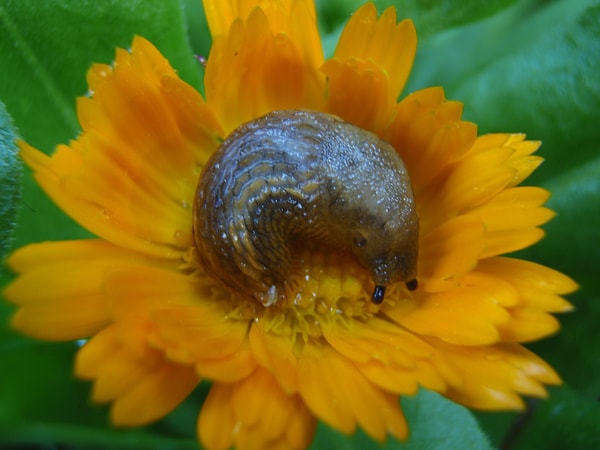 Маленький слизень, желающий вдохнуть дивный цветочный аромат.
