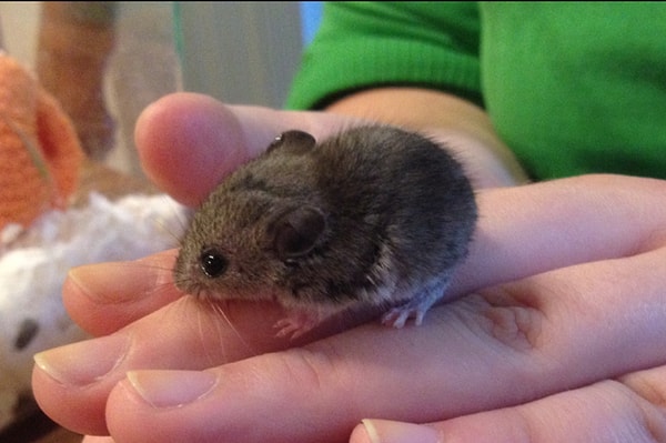 Мышонок с самыми крошечными лапками на свете.