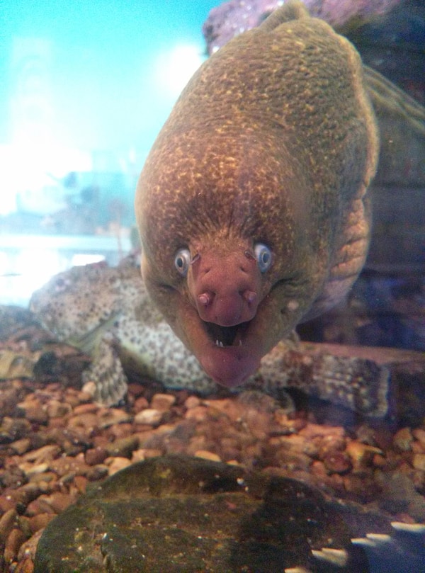 Угорь, который счастлив просто от того, что ты вернулся с работы.