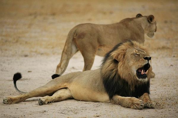 22. 15 Temmuz | Afrika’nın En Ünlü Aslanı Cecil Öldürüldü