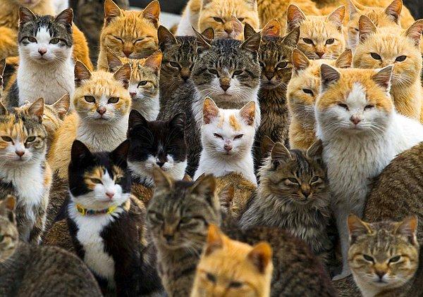 8. Japonya'nın Aoshima Adası'nda, sayıları insanlarınkinden 6 kat fazla olan kediler. 25 Şubat 2015.