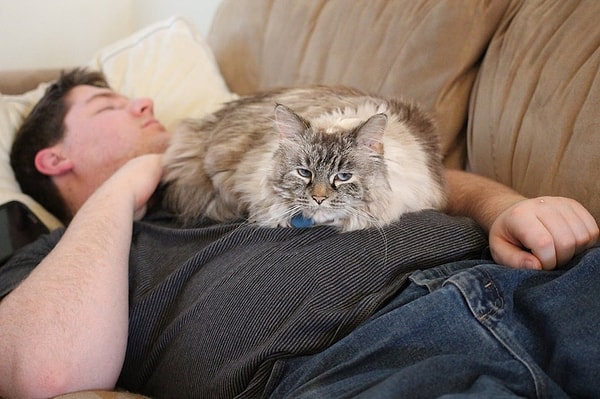 2. Животное и человек должны подходить друг другу.