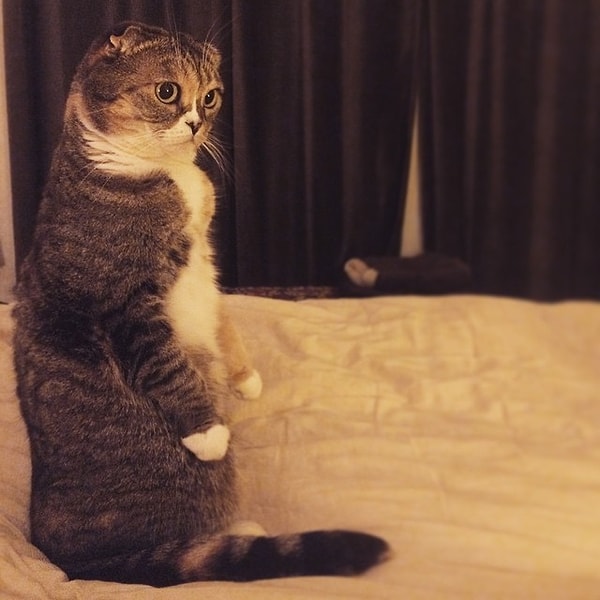 11. "Я буду стоять в этой возмущенной позе до тех пор, пока ты не придешь и не накормишь меня".