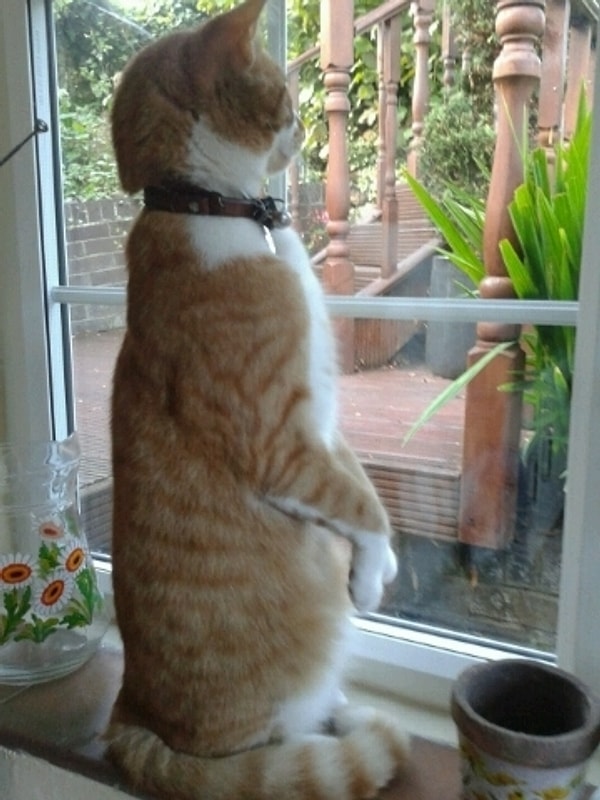 12. "В чем смысл моей жизни? Почему я вообще здесь? Стоит ли мне прекратить мучить пса?"