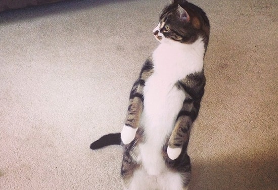 15 котов, говорящих: «Спасибо, я постою!»