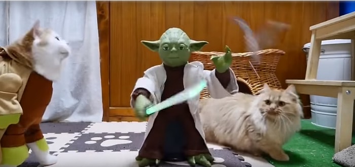 Yoda Oyuncağı Karşısında Kafası Karışan Jedi Adayı Kediler