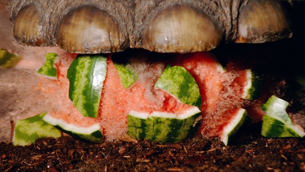 Ağır Çekim Görüntüleri ile Bir Mamutun Ayağında Parçalanan Çeşitli Objeler
