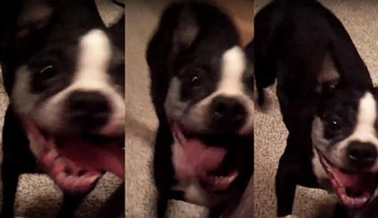 Танцующий пес с отличным чувством ритма 😍😍