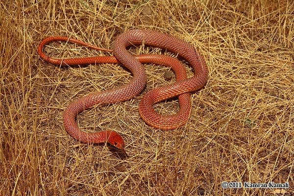 4. Kırmızı Yılan, Kırmızı Karınlı Karayılan, Schmidt'in Kırbaç Yılanı (Coluber schmidti)