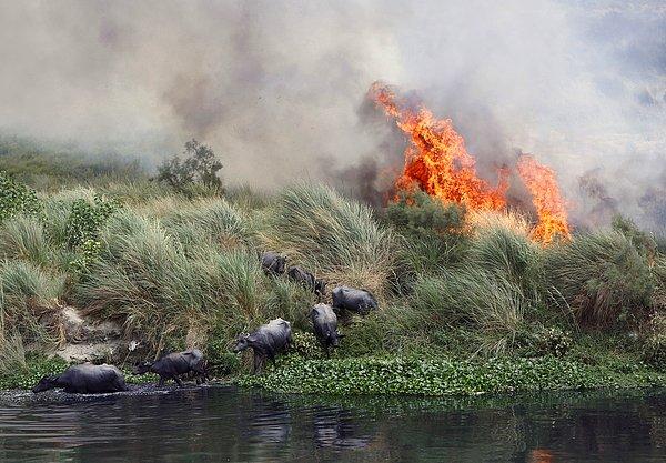 28. Yamuna Nehri'nin yanındaki bölgeye doğru yayılan yangından kaçan sığırlar