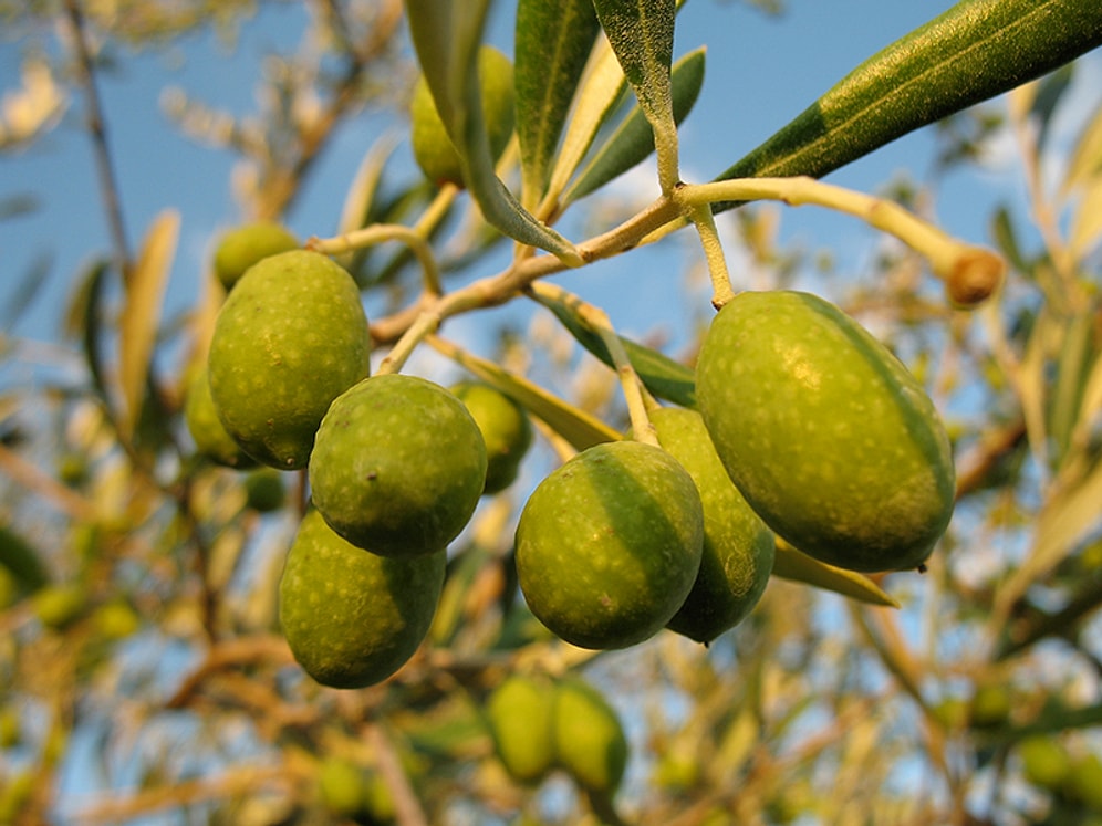 İtalya AB'ye Karşı Çıktı, Zeytin Ağaçlarını Kestirmedi