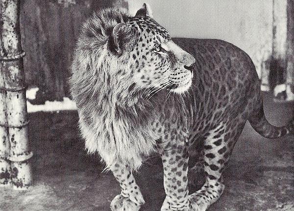 8. ''Leopon'' (Erkek leopar + Dişi aslan)