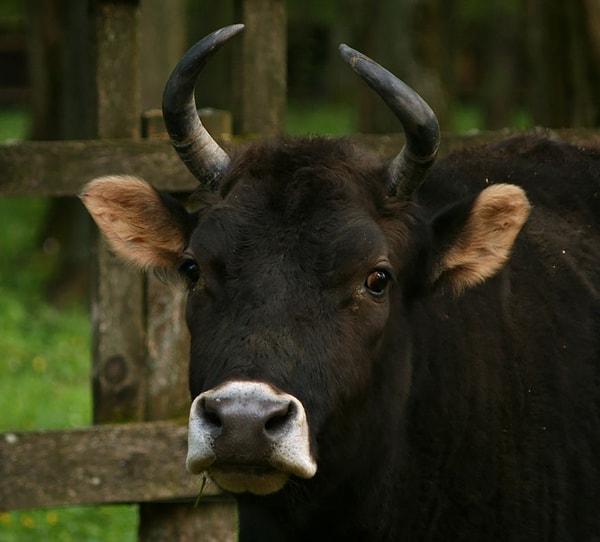13. ''Żubroń'' (Sığır + Avrupa bizonu)