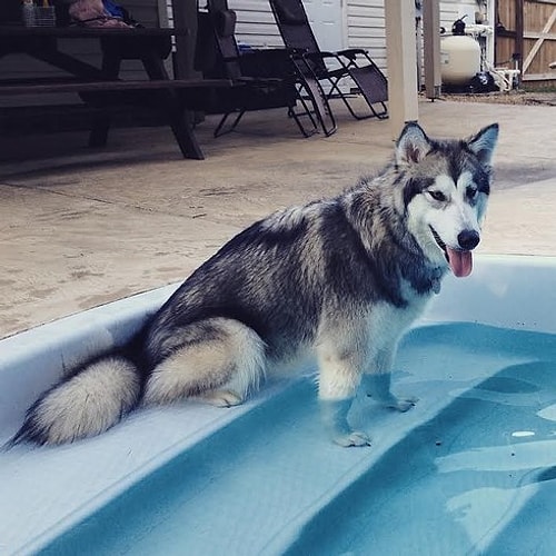 ''Köpeğim olmasını çok istediğim öğrencilik yıllarımda peluş bir oyuncakla yetinirdim.'' diyor Karissa. Malum öğrencilik hali.