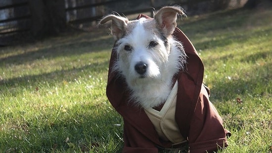 Если бы в «Звездных войнах: Пробуждение силы» снимались только животные