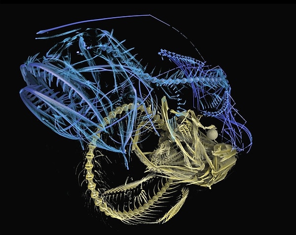 4. Снимок компьютерной томографии: рыба отряда Caulophryne pelagica (голубая) проглотила другую рыбу Caulophryne pelagica.