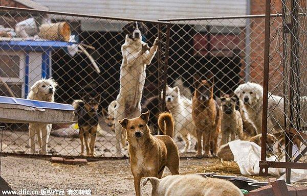 Yan'ın bu yüce gönüllülüğü sayesinde yüzlerce köpek hayatta ve bir an önce onlara kucak açabilecek insanları bekliyorlar...
