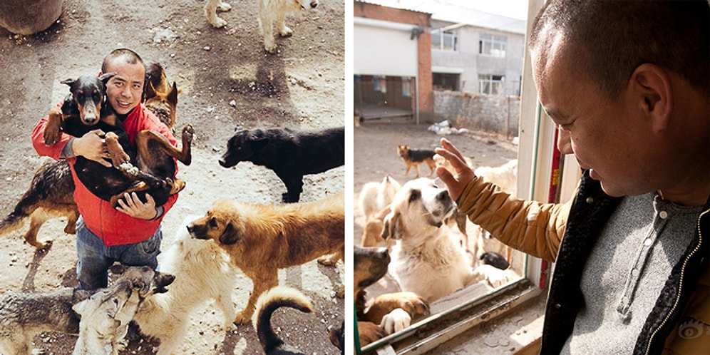 2 Bin Köpeğin Hayatını Kurtarabilmek İçin İflas Eden Çinli Milyoner Wang Yan