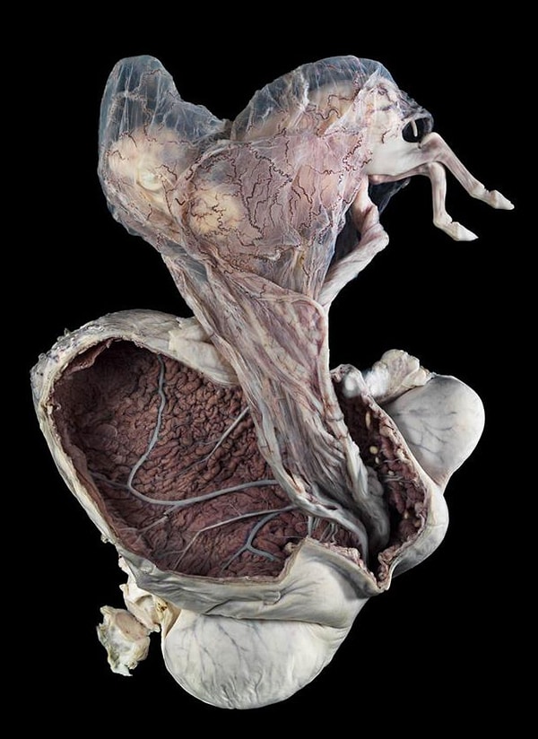 27. Пятимесячный зародыш пони в матке матери.