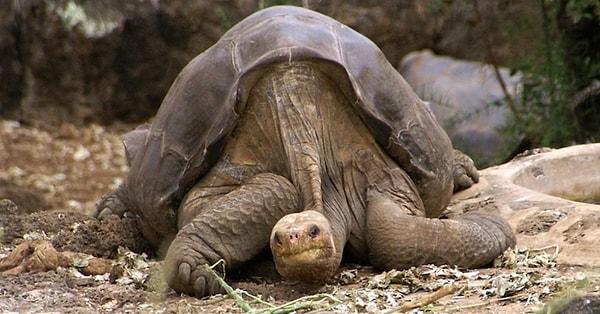 18. Galapagos Kaplumbağası senin torununun torununun torunundan daha çok yaşayacak!