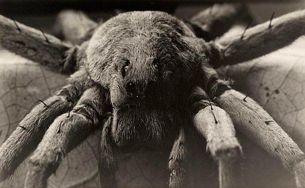2. David Fairchild, 1913 yılında National Geographic'te yayımlanacak "Arka Bahçemizdeki Canavarlar" ismindeki makalesi için "Long Tom" adını verdiği 3.7 metrelik kamerasıyla California kurt örümceğini yakın çekimde görüntüledi.